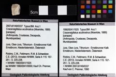 Foto (Objket + Etiketten) von Goniodromites bidentatus (Reuss, 1859) 
